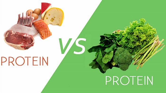 Protein Thực Vật Và Động Vật