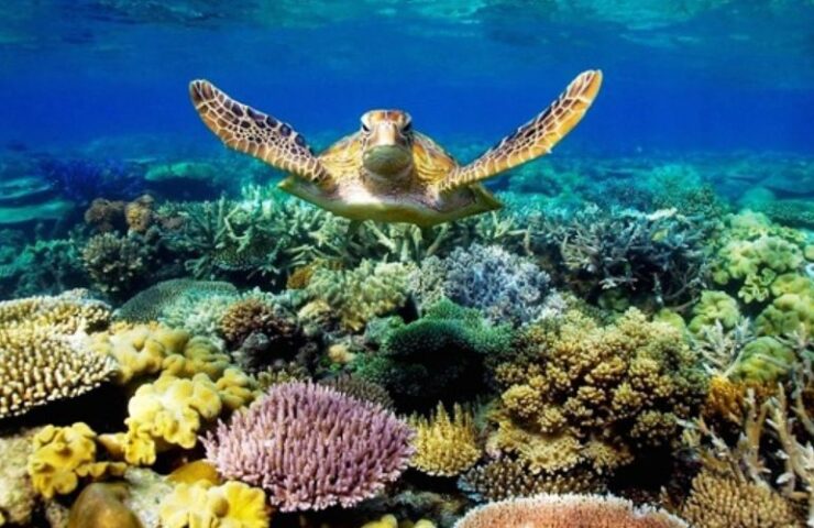 bảo vệ hệ sinh thái Côn Đảo