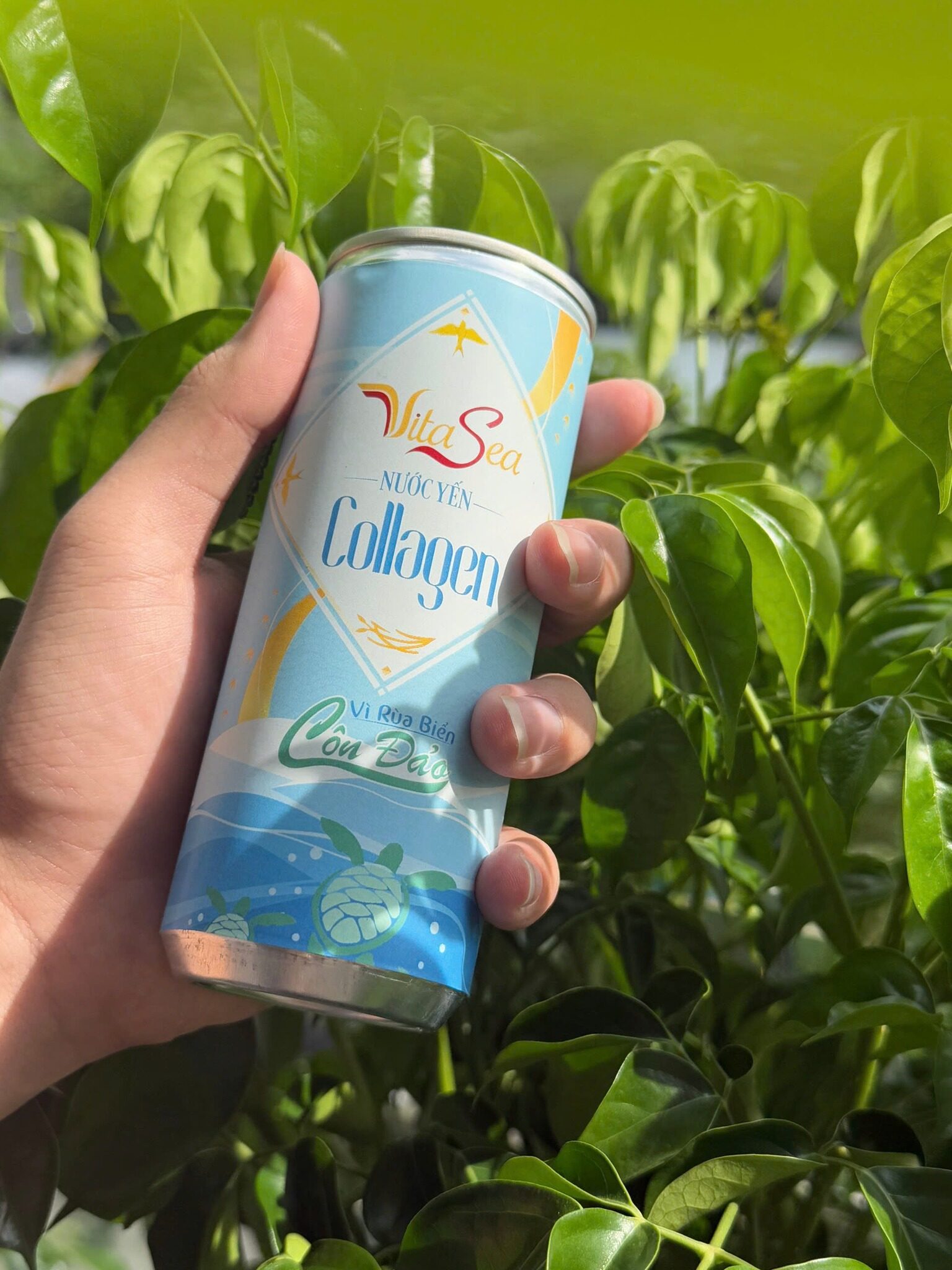 Nước yến Collagen cho cơ thể hiện đại