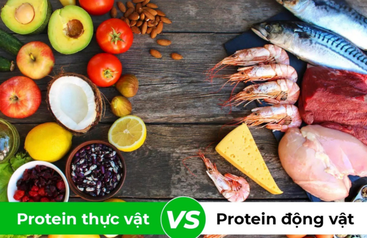 Protein thực vật và động vật