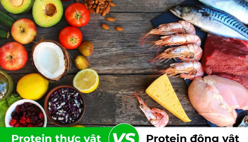 Protein thực vật và động vật