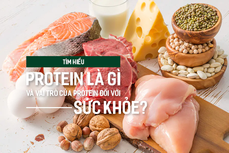 protein là gì