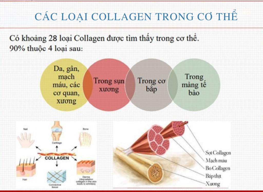 Bổ sung Collagen đúng cách