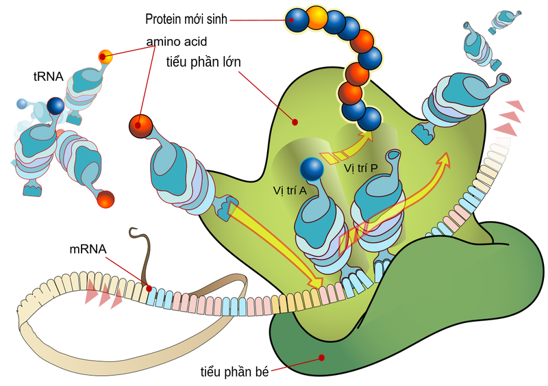Cơ thể sử dụng protein như thế nào