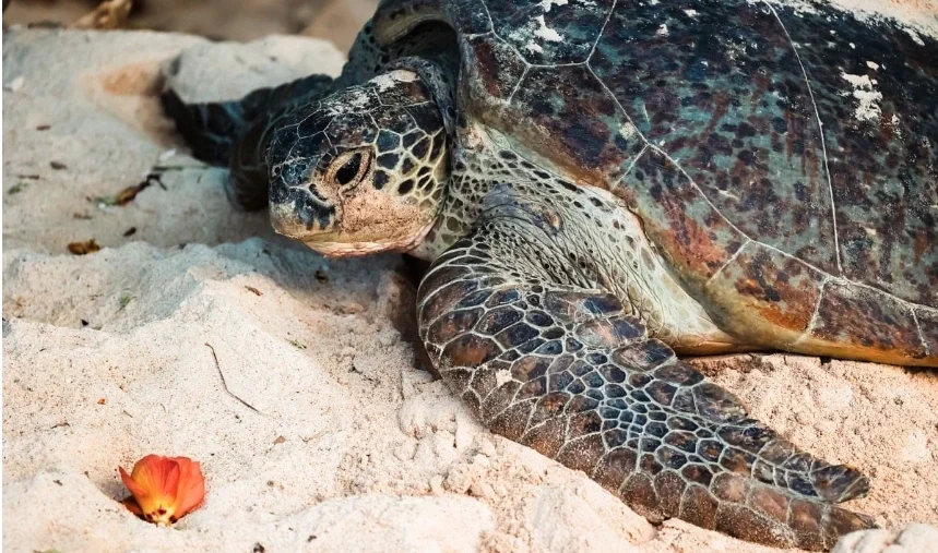 bảo tồn rùa biển Côn Đảo