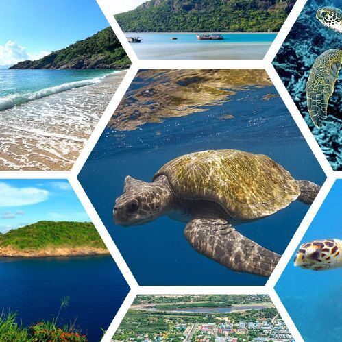 các loài rùa biển ở Côn Đảo