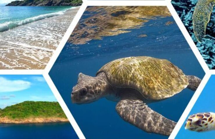 các loài rùa biển ở Côn Đảo