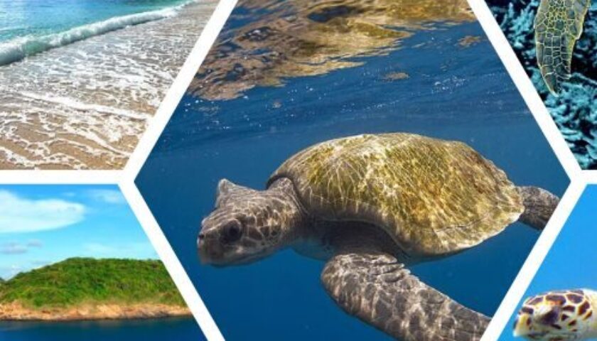 các loài rùa biển ở Côn Đảo
